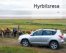 De vilda västfjordarna - Island semester