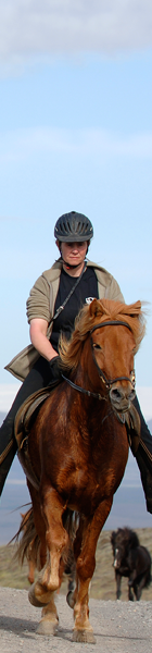 Den Islandske hest